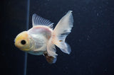 Juvenile Thai Oranda  White 4 Inch (ID#311T13b-67) Free2Day SHIPPING