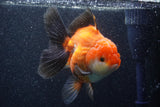 Thai Oranda  Tricolor 5 Inch (ID#1022To6b-119)