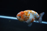 Ranchu  Calico 3.5 Inch (ID#1119R5c-107) Free2Day SHIPPING