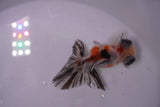 Butterfly  Calico 3.5 Inch (ID#0107B8b-41) Free2Day SHIPPING