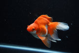 Ryukin Long Tail Red White 4.5 Inch (ID#1210Ry7b-18) Free2Day SHIPPING