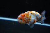 Ranchu  Calico 3.5 Inch (ID#1119R5c-107) Free2Day SHIPPING