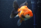 Thai Oranda  Tricolor 5 Inch (ID#1022To6b-119)