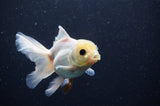 Juvenile Thai Oranda  White 4 Inch (ID#311T13b-67) Free2Day SHIPPING