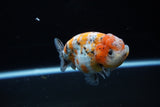 Ranchu  Calico 3.5 Inch (ID#1119R5c-107) Free2Day SHIPPING