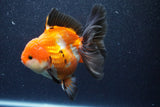 Thai Oranda  Tricolor 5 Inch (ID#1022To6c-119)