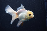 Juvenile Thai Oranda  White 4 Inch (ID#311T13b-67) Free2Day SHIPPING
