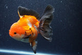 Thai Oranda  Tricolor 5 Inch (ID#1022To6c-119)