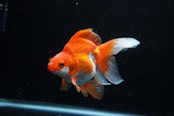 Ryukin Long Tail Red White 4.5 Inch (ID#1210Ry7b-18) Free2Day SHIPPING