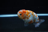 Ranchu  Calico 3.5 Inch (ID#1119R5c-107) Free2Day SHIPPING