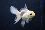 Juvenile Thai Oranda  White 4 Inch (ID#311T13b-67) Free2Day SHIPPING