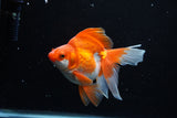 Ryukin Long Tail Red White 4.5 Inch (ID#1210Ry7b-18) Free2Day SHIPPING