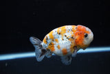 Ranchu  Calico 3.5 Inch (ID#1119R5c-107) Free2Day SHIPPING