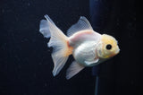Juvenile Thai Oranda  White 4 Inch (ID#311T13b-67) Free2Day SHIPPING