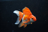 Ryukin Long Tail Red White 4.5 Inch (ID#1210Ry7b-18) Free2Day SHIPPING