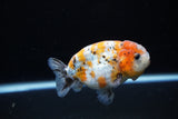 Ranchu  Calico 3.5 Inch (ID#1119R5c-107) Free2Day SHIPPING