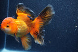 Thai Oranda  Tricolor 5.5 Inch (ID#1022To6c-120)