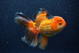 Thai Oranda  Tricolor 5.5 Inch (ID#1022To6c-120)