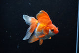 Ryukin Long Tail Red White 4.5 Inch (ID#1210Ry7b-18) Free2Day SHIPPING