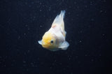 Juvenile Thai Oranda  Lemon Head 3.5 Inch (ID#311T13b-68) Free2Day SHIPPING