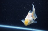 Juvenile Thai Oranda  Lemon Head 3.5 Inch (ID#311T13b-68) Free2Day SHIPPING