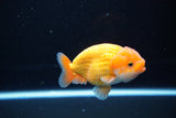 Ranchu  Red White 3.5 Inch (ID#1119R5c-108) Free2Day SHIPPING