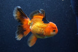 Thai Oranda  Tricolor 5.5 Inch (ID#1022To6c-120)