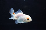Baby Thai Oranda  Red White 2.5 Inch (ID#415TPTA-73) Free2Day SHIPPING