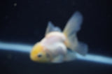 Juvenile Thai Oranda  Lemon Head 3.5 Inch (ID#311T13b-68) Free2Day SHIPPING