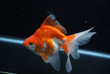 Ryukin Long Tail Red White 5 Inch (ID#1210Ry7b-19) Free2Day SHIPPING