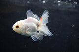 Baby Thai Oranda  Red White 2.5 Inch (ID#415TPTA-73) Free2Day SHIPPING