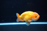 Ranchu  Red White 3.5 Inch (ID#1119R5c-108) Free2Day SHIPPING