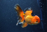 Thai Oranda  Tricolor 5.5 Inch (ID#1022To6c-120)