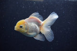 Juvenile Thai Oranda  Lemon Head 3.5 Inch (ID#311T13b-68) Free2Day SHIPPING