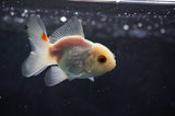 Baby Thai Oranda  Red White 2.5 Inch (ID#415TPTA-73) Free2Day SHIPPING