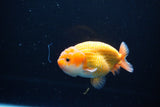 Ranchu  Red White 3.5 Inch (ID#1119R5c-108) Free2Day SHIPPING