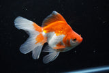 Ryukin Long Tail Red White 5 Inch (ID#1210Ry7b-19) Free2Day SHIPPING