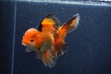 Thai Oranda  Tricolor 5.5 Inch (ID#1022To6c-120)