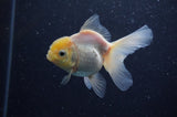 Juvenile Thai Oranda  Lemon Head 3.5 Inch (ID#311T13b-68) Free2Day SHIPPING