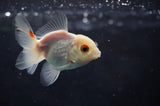 Baby Thai Oranda  Red White 2.5 Inch (ID#415TPTA-73) Free2Day SHIPPING
