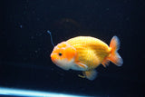 Ranchu  Red White 3.5 Inch (ID#1119R5c-108) Free2Day SHIPPING