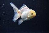 Juvenile Thai Oranda  Lemon Head 3.5 Inch (ID#311T13b-68) Free2Day SHIPPING