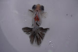 Butterfly  Calico 3.5 Inch (ID#0107B8b-42) Free2Day SHIPPING