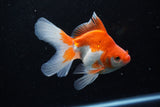 Ryukin Long Tail Red White 5 Inch (ID#1210Ry7b-19) Free2Day SHIPPING