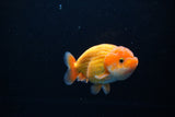 Ranchu  Red White 3.5 Inch (ID#1119R5c-108) Free2Day SHIPPING