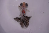 Butterfly  Calico 3.5 Inch (ID#0107B8b-42) Free2Day SHIPPING