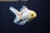 Juvenile Thai Oranda  Lemon Head 3.5 Inch (ID#311T13b-68) Free2Day SHIPPING