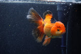 Thai Oranda  Tricolor 5.5 Inch (ID#1022To6c-120)