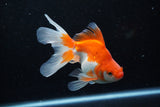 Ryukin Long Tail Red White 5 Inch (ID#1210Ry7b-19) Free2Day SHIPPING