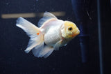 Juvenile Thai Oranda  Lemon Head 3.5 Inch (ID#311T13b-68) Free2Day SHIPPING